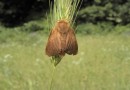 Malacosoma franconicum ©  S.Beshkov